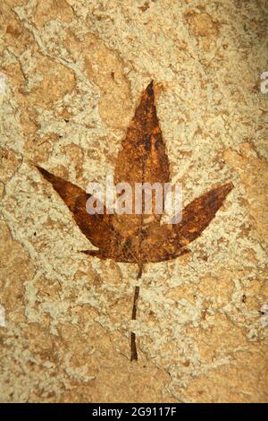 Exposition de feuilles fossiles au Visitor Center, monument national de Fossil Butte, Wyoming Banque D'Images