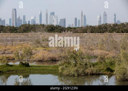 Horizon de Dubaï avec l'hôtel le plus haut du monde, l'hôtel Gevora, à côté de la Rose Rayhaan et d'autres gratte-ciels remarquables, vus du natur Banque D'Images