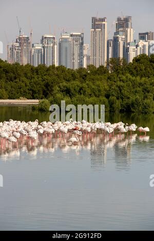 Grand Flamingos (Phoenicopterus roseus) à la réserve marécageux de Ras Al Khor à Dubaï avec les nouvelles résidences de palais dubai creek au loin. DUB Banque D'Images