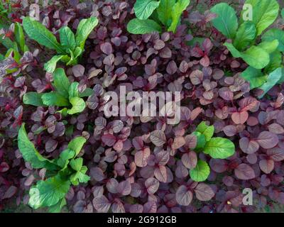 Photo de feuilles d'épinards rouges. Image de légumes rouges et verts dans un vaste champ de village. Ce papier peint est naturel. Banque D'Images