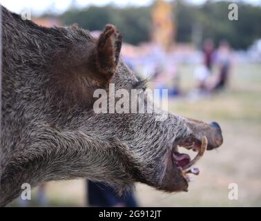 Ragley Hall, Warwick, Warwickshire, Royaume-Uni. 23 juillet 2021. The Game Fair Exhibition Show; un chef de sanglier annonce Country Produce Credit: Action plus Sports/Alamy Live News Banque D'Images