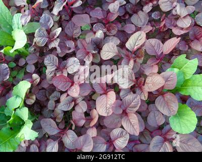 Photo de feuilles d'épinards rouges. Image de légumes rouges et verts dans un vaste champ de village. Ce papier peint est naturel. Banque D'Images