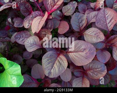 Photo de feuilles d'épinards rouges. Image de légumes rouges dans un immense champ de village. Ce papier peint est naturel. Banque D'Images