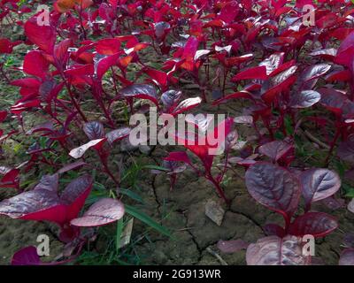 Photo de feuilles d'épinards rouges. Image de légumes rouges dans un immense champ de village. Ce papier peint est naturel. Banque D'Images