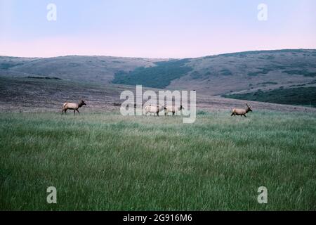 Grand wapiti mâle broutant dans les Prairies le jour du Foggy à point Reyes Banque D'Images