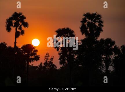 Magnifique coucher de soleil sur les palmiers au Cambodge Banque D'Images