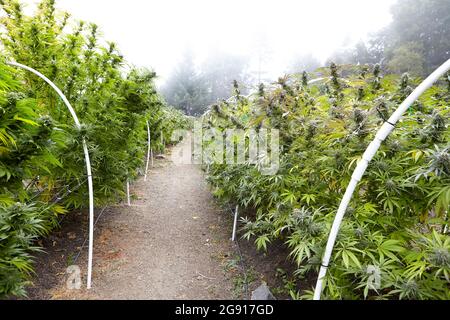 longue rangée de plants de cannabis en fleurs à la ferme en pot Banque D'Images