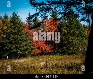 arbres avec un mélange de différents types d'arbres et de nombreuses couleurs différentes Banque D'Images