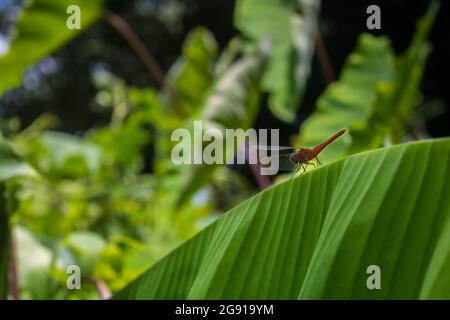 Il y a une grosse libellule rouge (sauterelle) assise sur les feuilles de banane vertes. Images de beauté naturelle. Banque D'Images