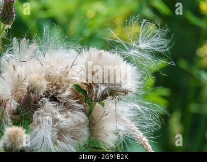 De belles têtes de fleurs de graines moelleuses de la Thistle rampante (Cirsium arvense) en pleine croissance sauvage sur la plaine de Salisbury, Royaume-Uni Banque D'Images