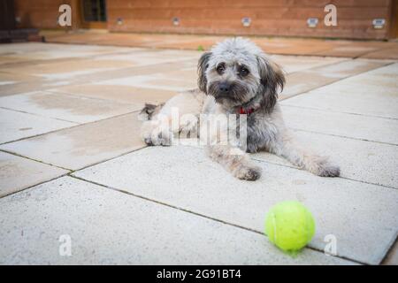 Un petit chien déchiqueteur est couché sur le sol, protégeant une balle de tennis. Le chien veut jouer avec le ballon. Jour d'été. Banque D'Images