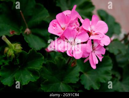 Fleurs de géranium roses en pleine floraison par une journée d'été Banque D'Images