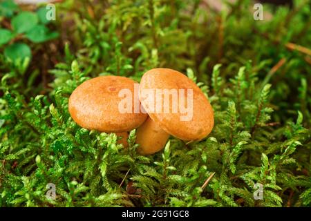 Deux champignons au lait de Saffron en mousse. Lactarius deliciosus gros plan sur les champignons. Champignons de la forêt. Mise au point sélective - image Banque D'Images