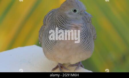 Zebra Dove sur l'île Maurice Banque D'Images