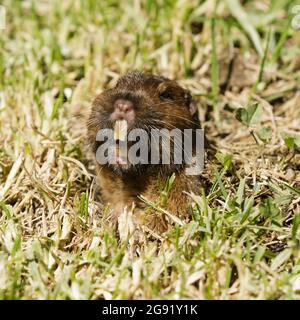 Un Gopher de poche qui se déchaîne de la sourde et qui se fixe à l'appareil photo. Comté de Santa Clara, Californie, États-Unis. Banque D'Images