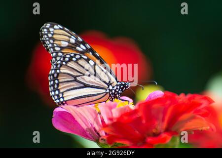 Monarque papillon sur Zinnies colorées Banque D'Images