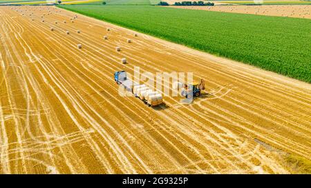 Vue au-dessus de la pelle hydraulique lors du chargement de balles de paille sur une remorque, remorquée par camion sur une terre agricole, à l'aide d'une lame de chariot élévateur, support supplémentaire. Banque D'Images