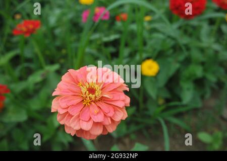 Une fleur de Zinnia elegans rose corail dans le jardin Banque D'Images