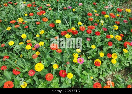 Belle variété de couleurs Zinnia elegans Flower Field Banque D'Images