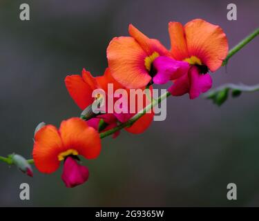 Fleurs de pois de flamme Banque D'Images