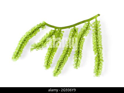 Raisins de mer ( caviar vert ) algues sur fond blanc Banque D'Images