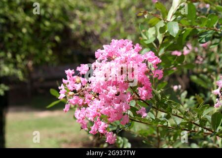 Myrte de colza (Lagerstroemia indica) en fleur dans un jardin Banque D'Images