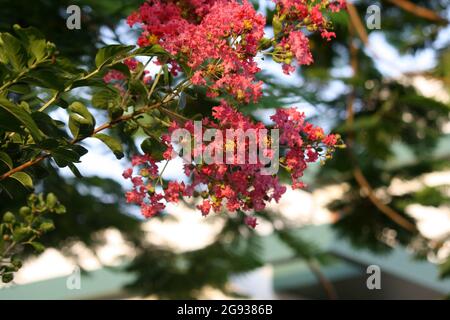 Myrte de colza (Lagerstroemia indica) en fleur dans un jardin Banque D'Images