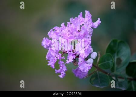 Myrte de colza (Lagerstroemia indica) en fleur dans un jardin Banque D'Images