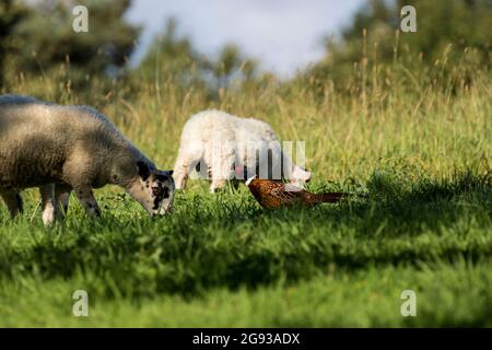 Deux jeunes agneaux bissaient dans l'herbe verte, ignorant un mâle coloré Pheasant debout à côté d'eux. Banque D'Images