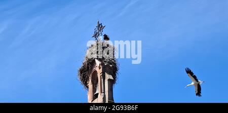 Cigognes dans le nid sur l'église sur la place principale d'Eguisheim, Alsace, France Banque D'Images