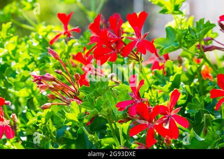 Gros plan de pélargonium à feuilles de lierre, géranium en cascade Pelargonium peltatum qui fleurit dans la rue Banque D'Images