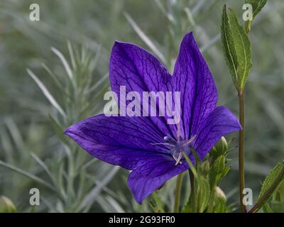 Vue rapprochée de la fleur d'étoile violette (bellflower, campanula) avec fleurs à motifs et feuilles vertes le jour ensoleillé de l'été à Esslingen. Banque D'Images