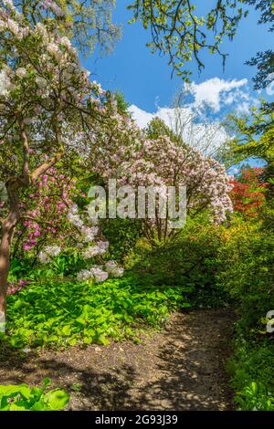 Azalées et rhododendrons colorés dans les jardins de la maison de Minterne, Dorset, Angleterre, Royaume-Uni Banque D'Images