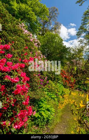 Azalées et rhododendrons colorés dans les jardins de la maison de Minterne, Dorset, Angleterre, Royaume-Uni Banque D'Images