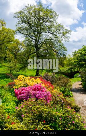 Azalées et rhododendrons colorés dans les jardins de la maison de Minterne, Dorset, Angleterre, Royaume-Uni Banque D'Images