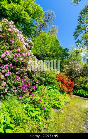 Azalées et rhododendrons colorés dans les jardins de la maison de Minterne, Dorset, Angleterre, Royaume-Uni Banque D'Images