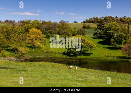 Chevaux paître au bord du lac sur la rivière Cerne en passant par les jardins de la maison de Minterne, Dorset, Angleterre, Royaume-Uni Banque D'Images