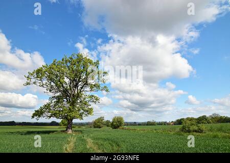 Paysage de printemps à Schaumburg en Basse-Saxe Banque D'Images