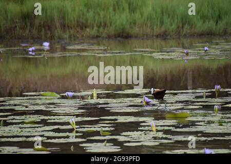 Oiseau de Jacana africain sur le lac des nénuphars dans la forêt de Karura, Nairobi, Kenya Banque D'Images