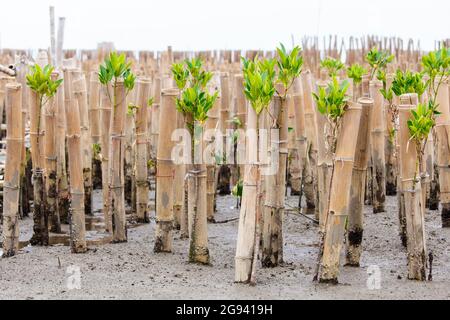 Les jeunes mangroves arborent une activité de reboisement Banque D'Images