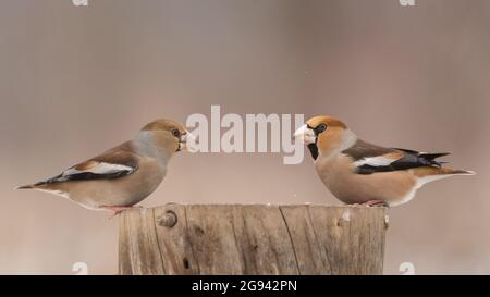 Oiseau mâle et femelle Hawfinch Coccothrautes coccothrautes dans la forêt d'hiver. Banque D'Images