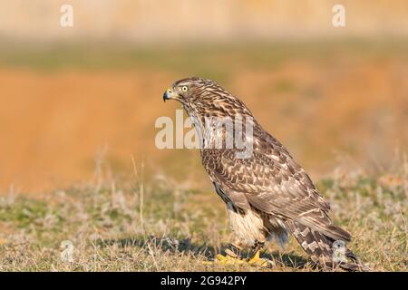 Oiseaux de proie - jeunes Gosshawk du Nord Accipiter gentilis. Banque D'Images