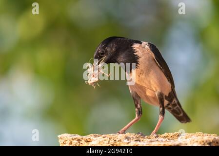 Rosy Starling Sturnus roseus, assis avec des insectes dans son bec. Banque D'Images