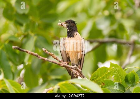 Rosy Starling Sturnus roseus, assis sur une branche avec des insectes dans son bec. Banque D'Images