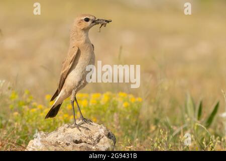 Blé d'isabellina Oenanthe isabellina dans un champ au printemps avec un bec plein d'insectes. Banque D'Images