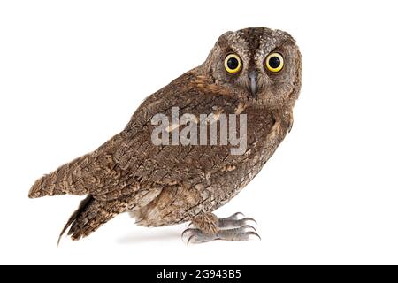 Hibou - hibou des crops européens, Otus, isolé sur fond blanc. Banque D'Images