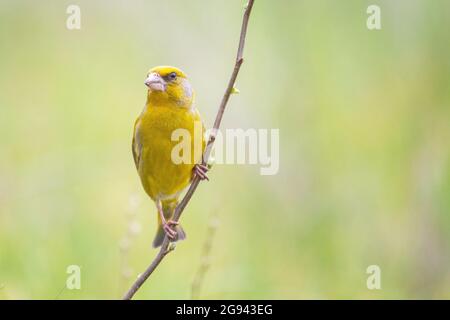 Mâle Greenfinch Carduelis chloris. Greenfinch se trouve sur la branche. Banque D'Images