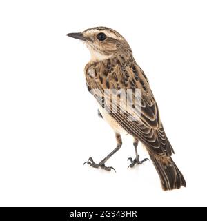 Whinchat, Saxicola rubbra, isolé sur fond blanc Banque D'Images