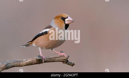 Hawfinch Coccothrautes coccothrautes assis sur une souche. Gros plan. Banque D'Images