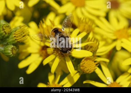 La mouche à drone mâle Eristalis arbustorum, famille des Syrphidae, sur des fleurs fanées de l'armovie (Jacobaea vulgaris, Senecio jacobaea), famille des Asteraceae. Été, Banque D'Images